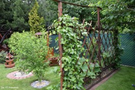 Ogrody_Piekut_2020 (28)
