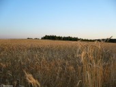 Gminne pejzaże - Naruszewo (27)