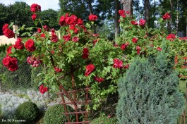 Ogrody_Śmietanowska_2020 (4)