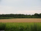Gminne pejzaże - Naruszewo (10)