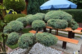 Ogrody_Piekut_2020 (18)