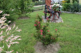 Ogrody_Ambroziak_2020 (7)