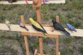 Mazowieckie Dni Rolnictwa 2016 (61)