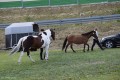 Mazowieckie Dni Rolnictwa 2016 (322)