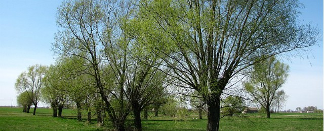 Slideshow_63_wiosna