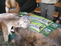Festyn Rodzinny w Krysku_13.09.2015r. (59)