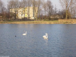 Gminne pejzaże - Sosenkowo (2)