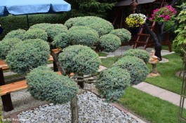 Ogrody_Piekut_2020 (22)
