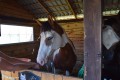 Zawody TREC_12_13 (75)