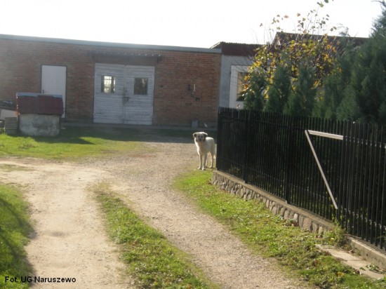 Przygarnij pieska_28.10.2014r.