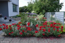 Ogrody_Cieśla_2020 (23)