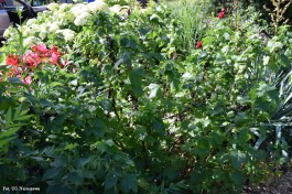 Ogrody_Dumińska_Kierska_2020 (17)