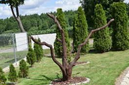 Ogrody_Michalak_2020 (11)