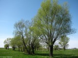 Piękno wiosny (6)