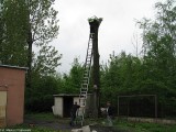 Interwencja OSP Naruszewo -    Gniazdo Bocianie  (13)