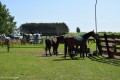 Zawody TREC_12_13 (13)