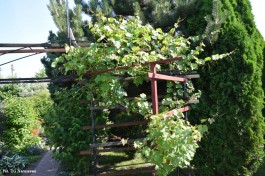 Ogródek_Jabłoński_2021 (21)