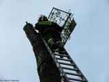 Interwencja OSP Naruszewo -    Gniazdo Bocianie  (3)