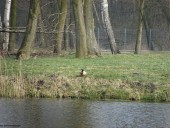 Gminne pejzaże - Nacpolsk (7)