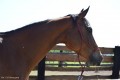 Zawody TREC_12_13 (17)