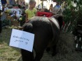 I Festiwal Sołectw_14.09.2014r. (169)