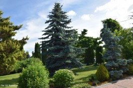 Ogrody_Dumińska_Kierska_2020 (4)