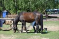 Zawody TREC_12_13 (48)